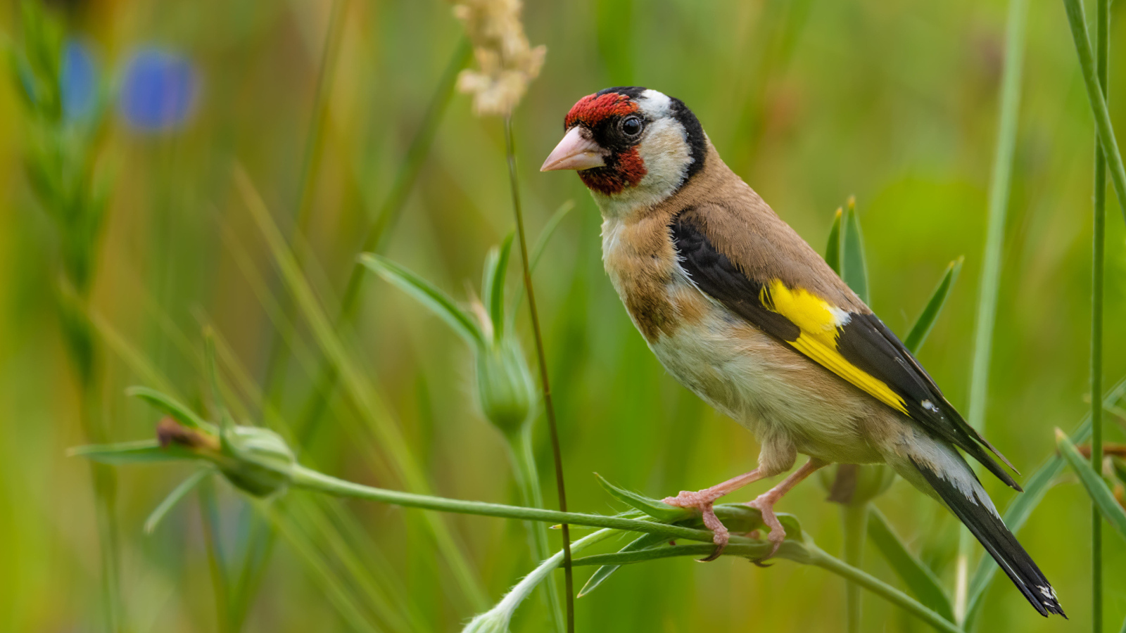 Маленький щегол сидит на траве