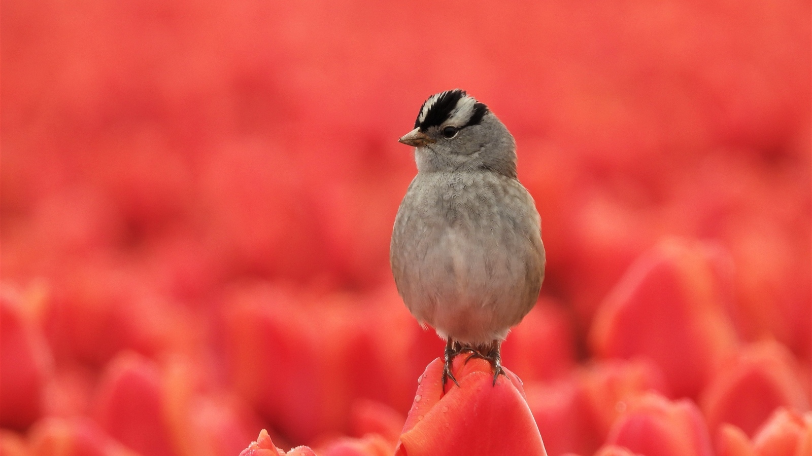 Маленькая серая птичка сидит на тюльпане