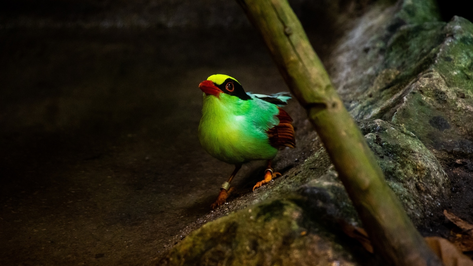 Маленькая зеленая птица на камне