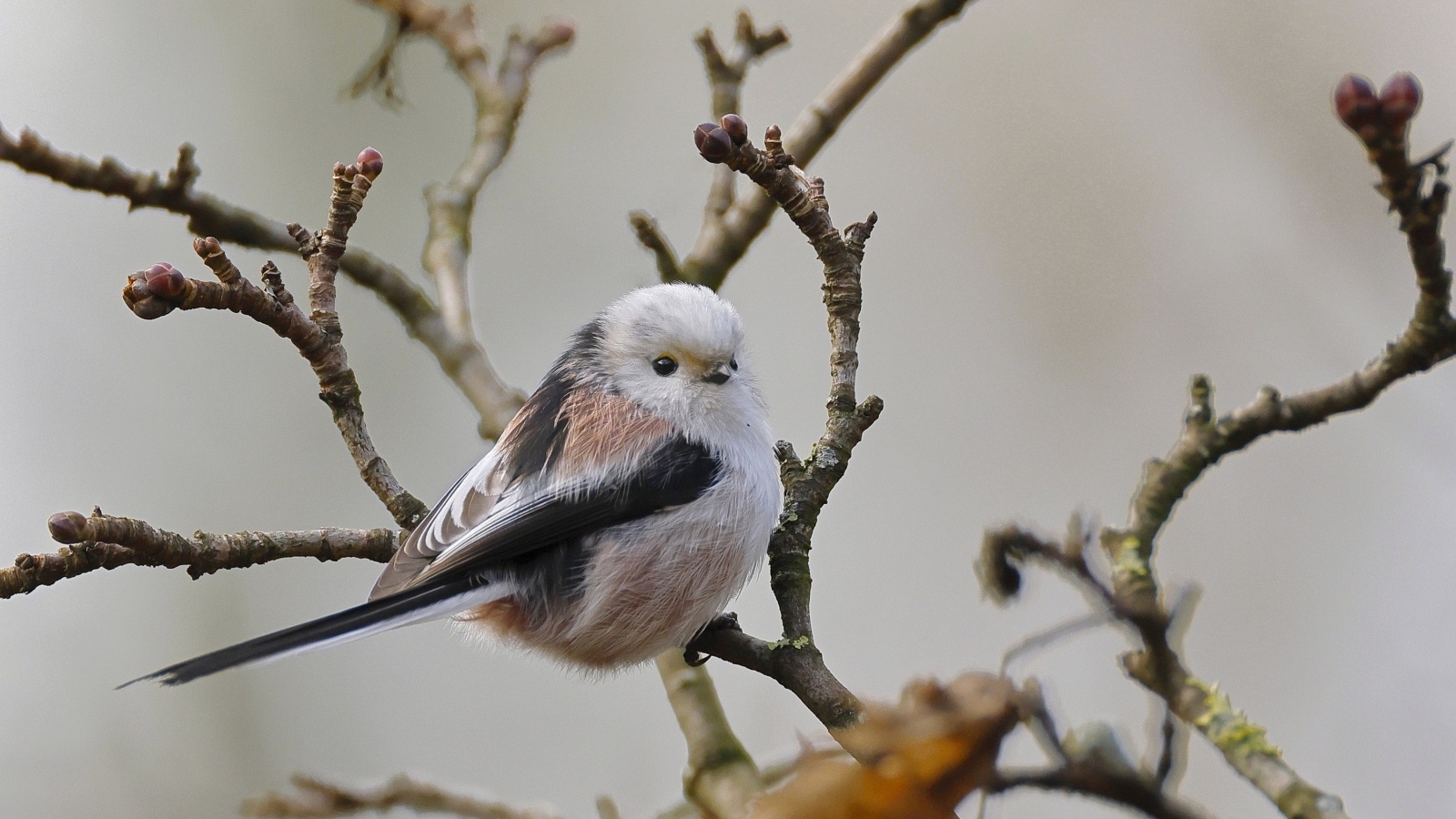 Маленькая  длиннохвостая синица сидит на ветке дерева