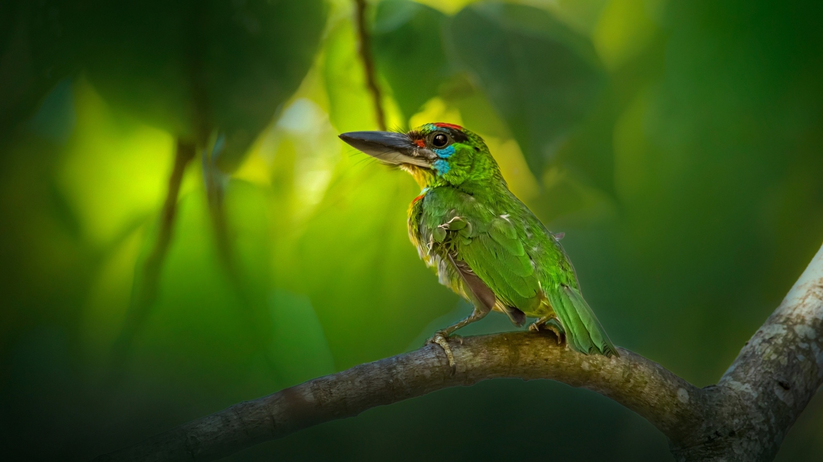 Маленький краснозобый барбет сидит на ветке 