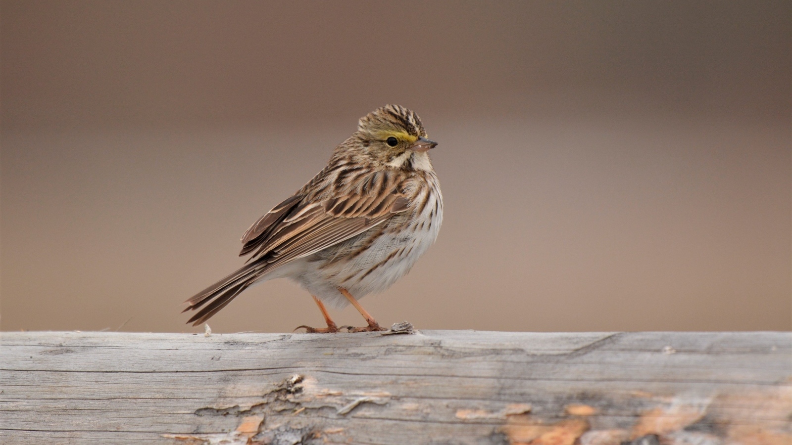 Маленький воробей сидит на столбе