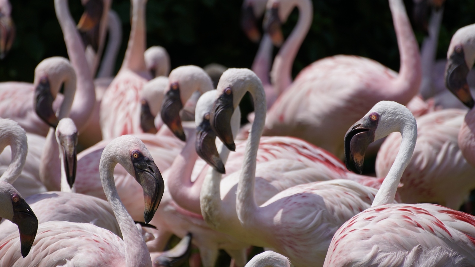 Много птиц розовый фламинго крупным планом