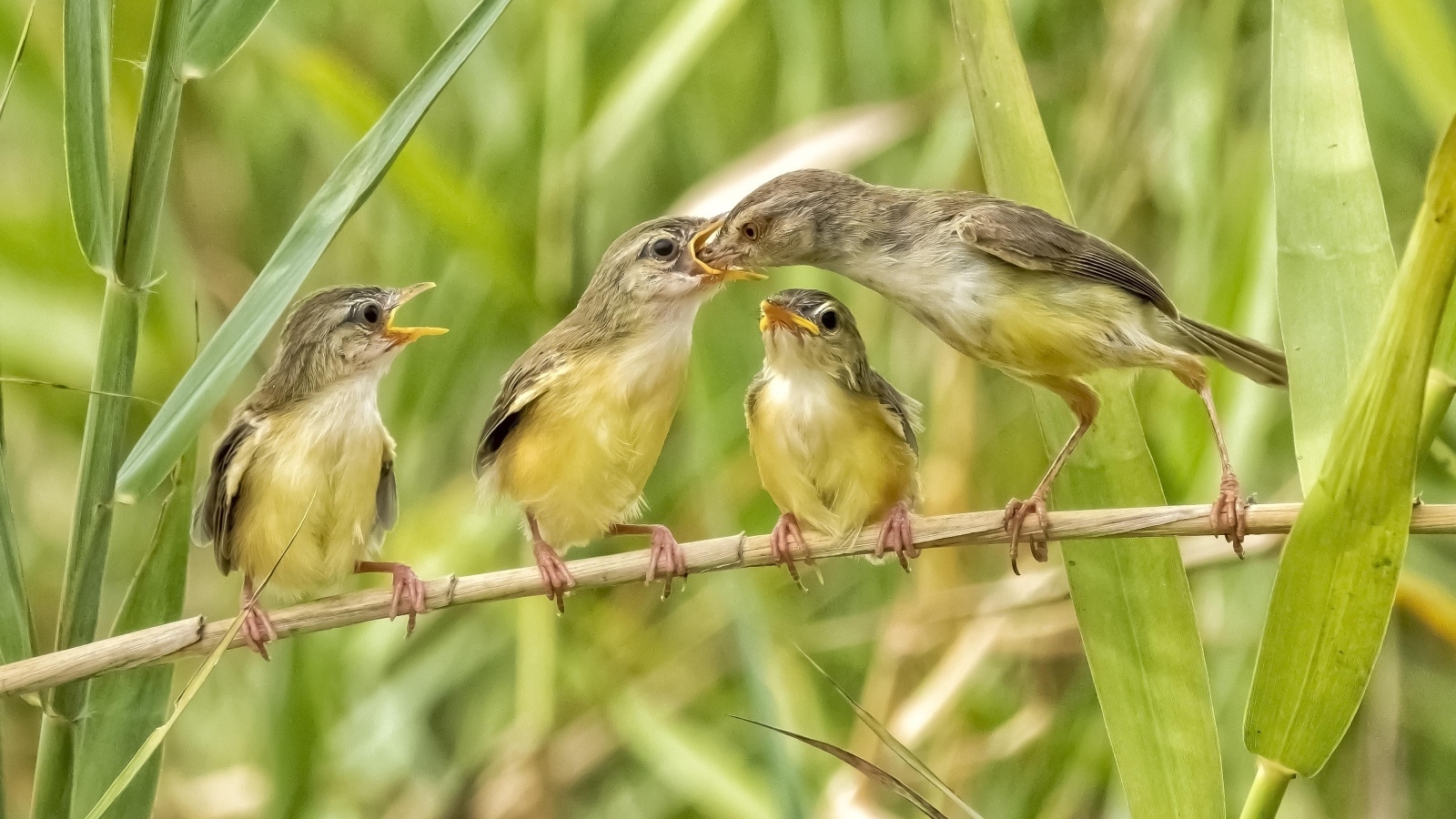 Мама кормит птенцов в камышах