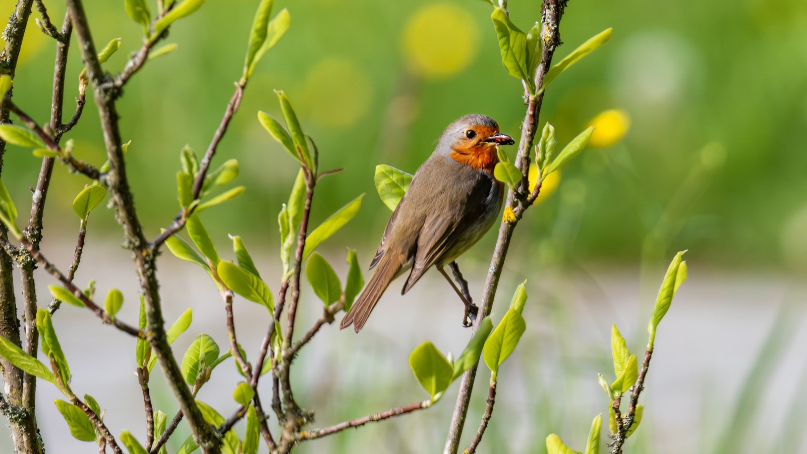 Птица иволга сидит в ветках дерева
