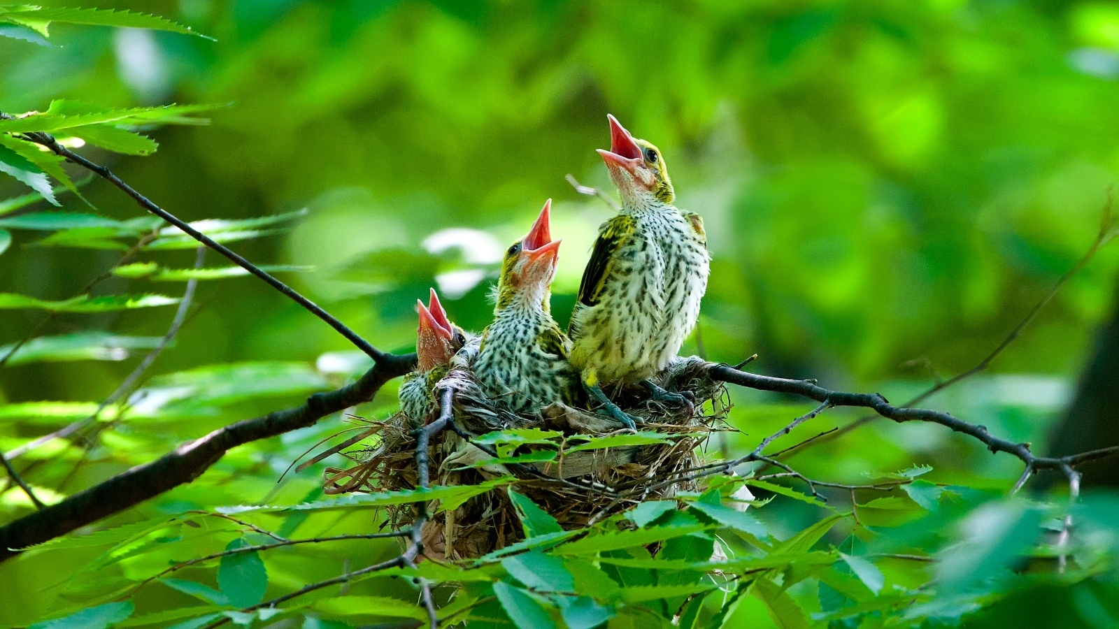 Птенцы иволги в гнезде