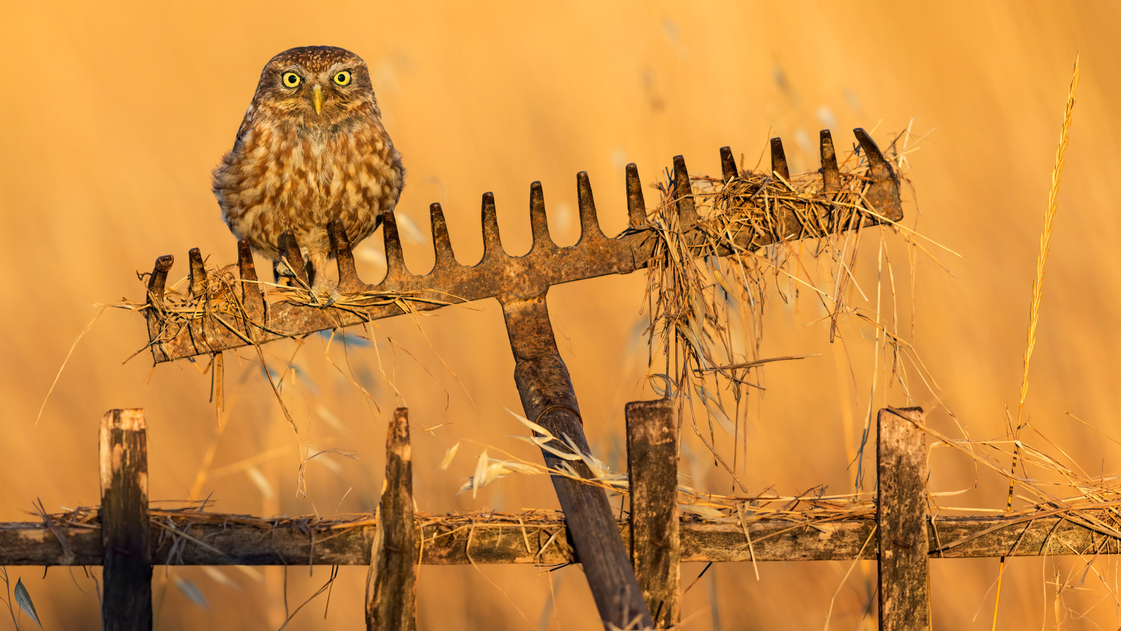 Сова сидит на граблях в лучах солнца