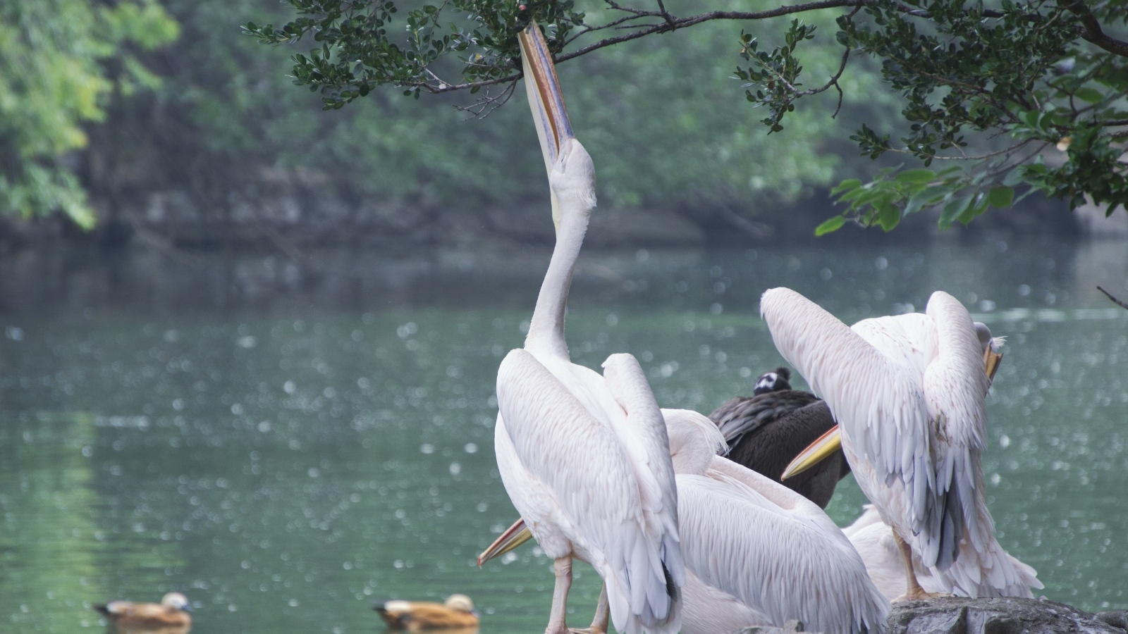 Пеликаны пьют воду сидя на камне