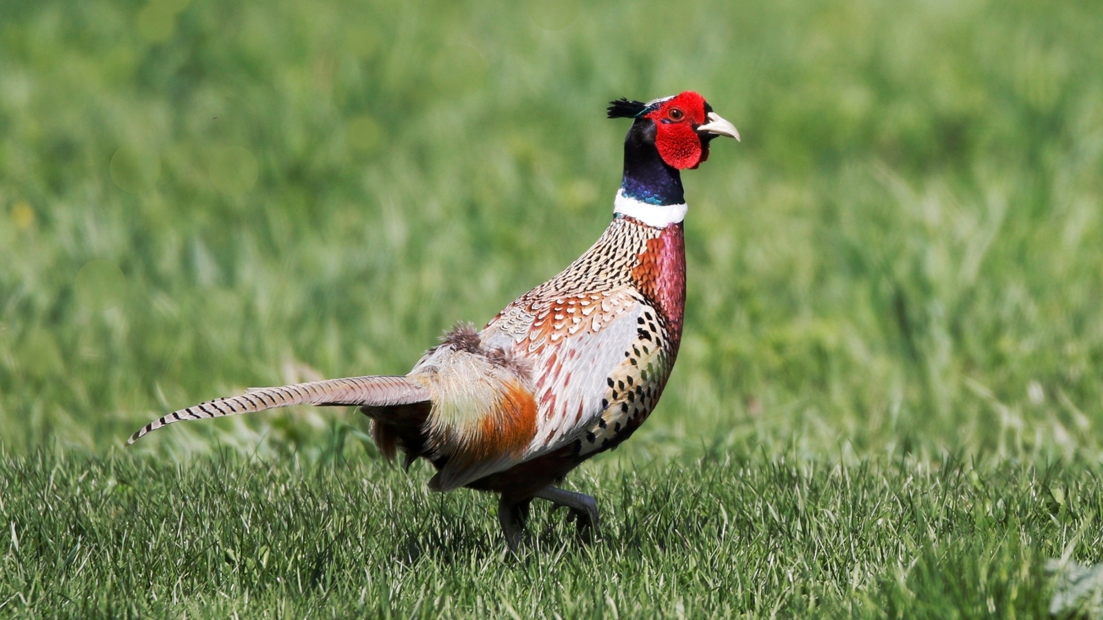 Фазан гуляет по зеленой траве