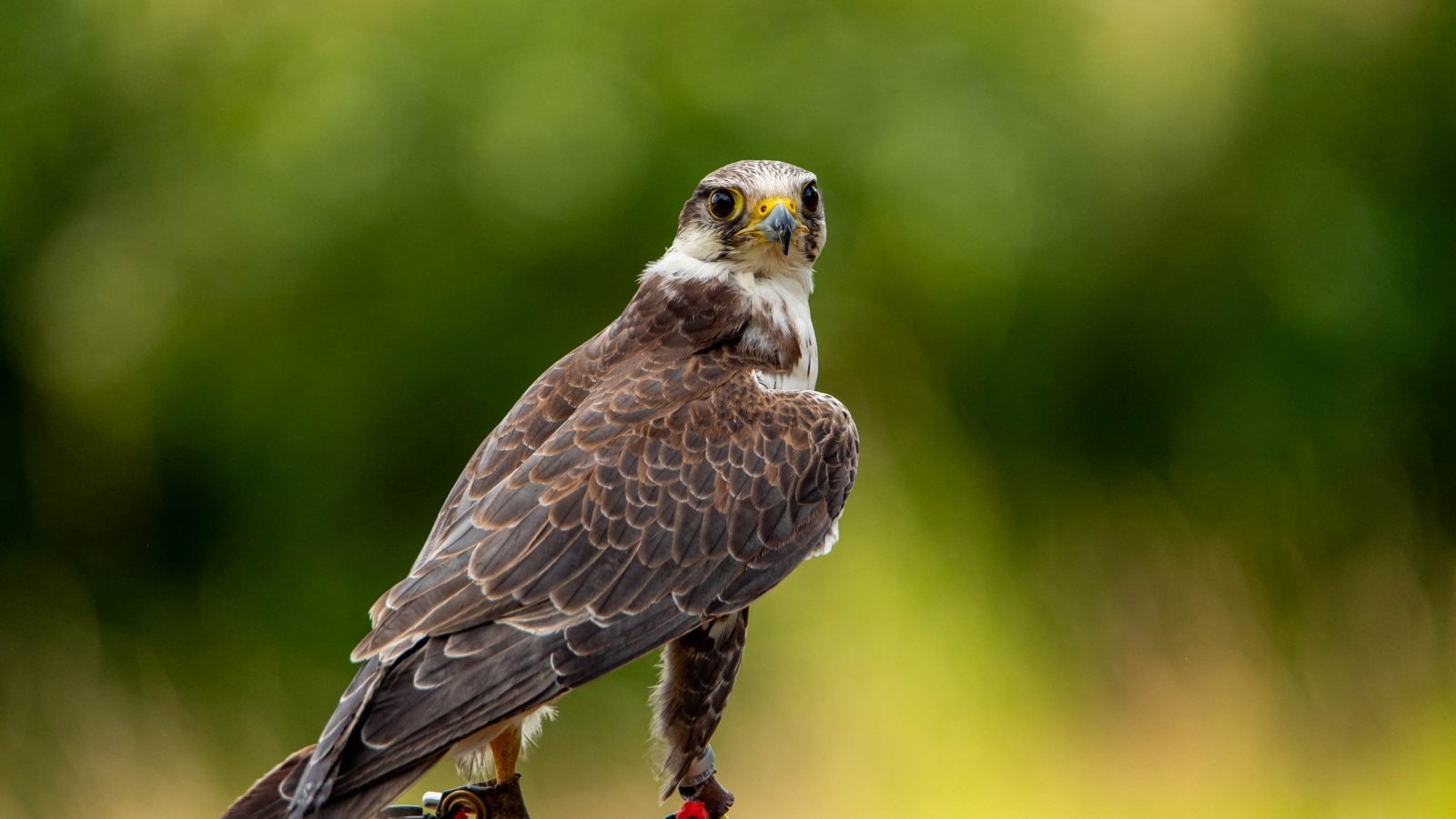 Хищный сокол охотится на камне