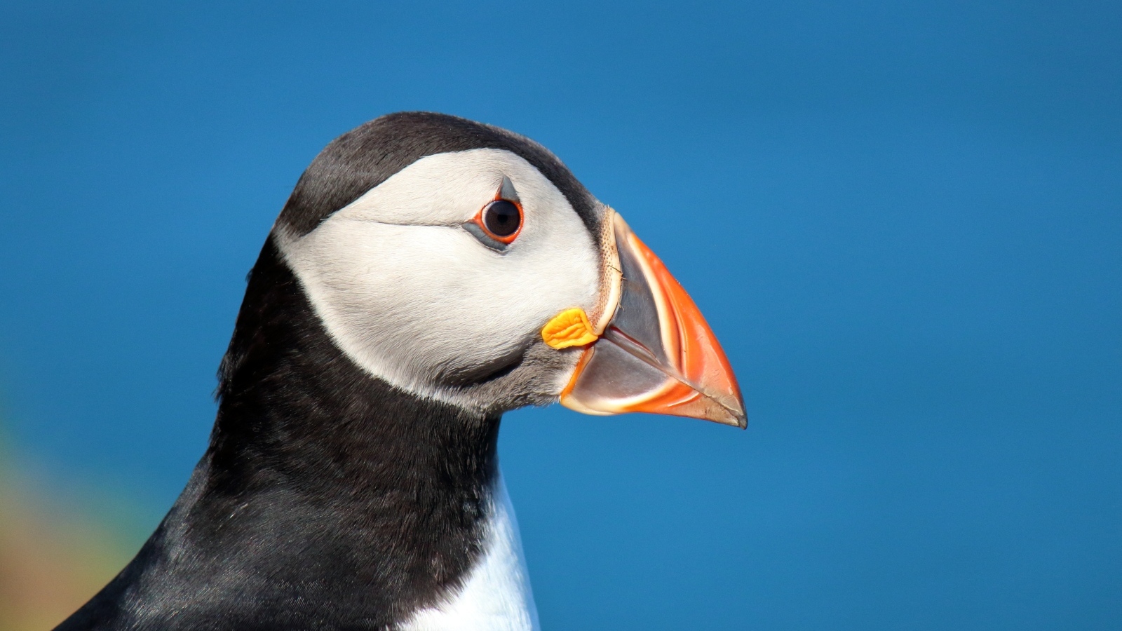 Голова тупика на голубом фоне 