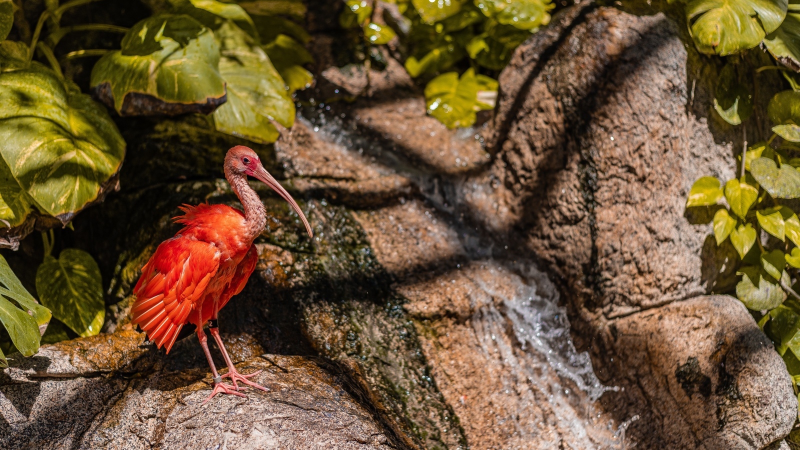 Красная птица ибис стоит на камне у водопада