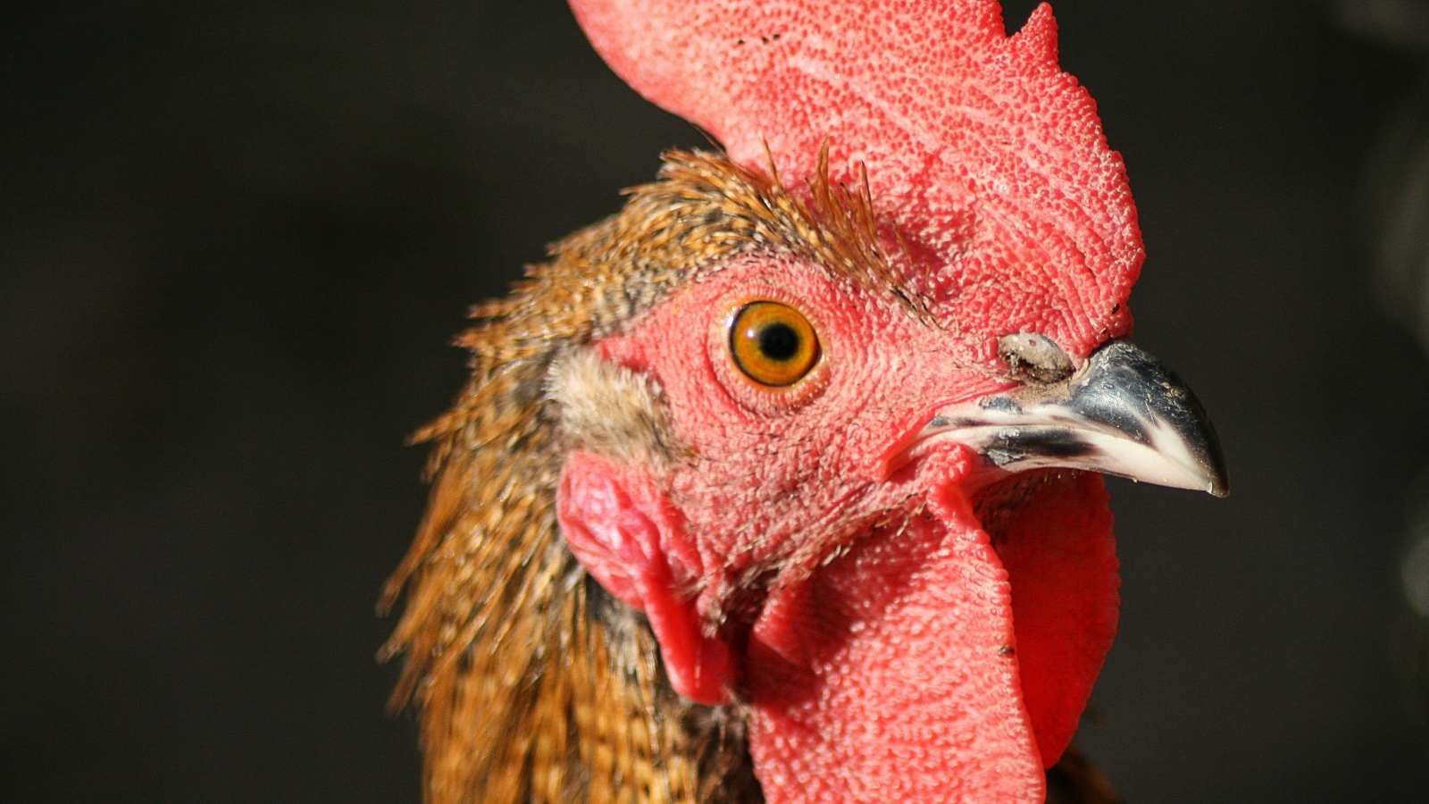 Голова петуха с красным гребнем