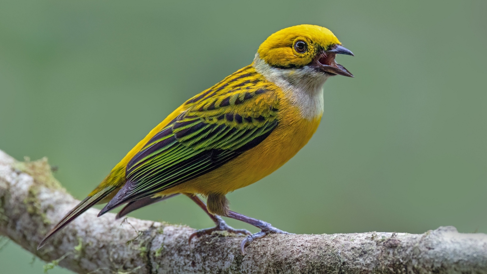 Серебряногорлая танагра сидит на ветке