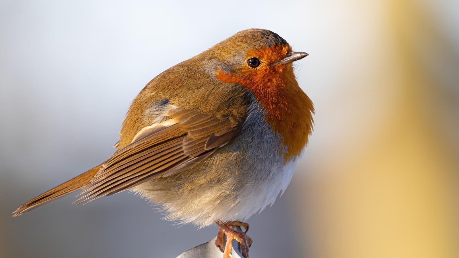 Маленькая птица Зарянка крупным планом