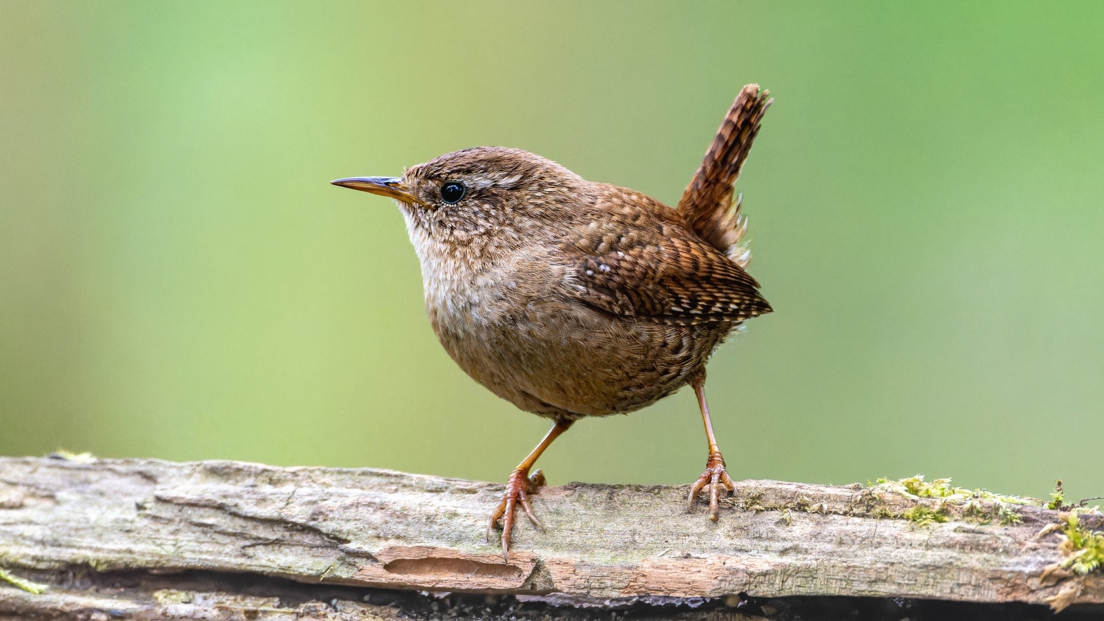 Маленькая птичка с острым коротким клювом
