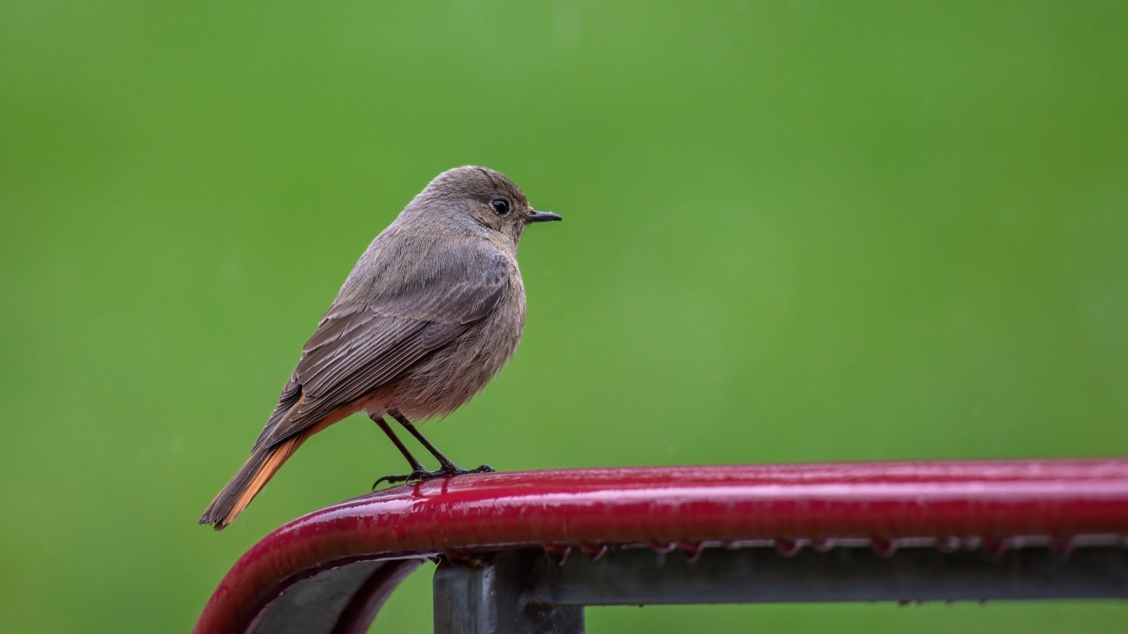 Маленькая серая птичка горихвостка  на зеленом фоне