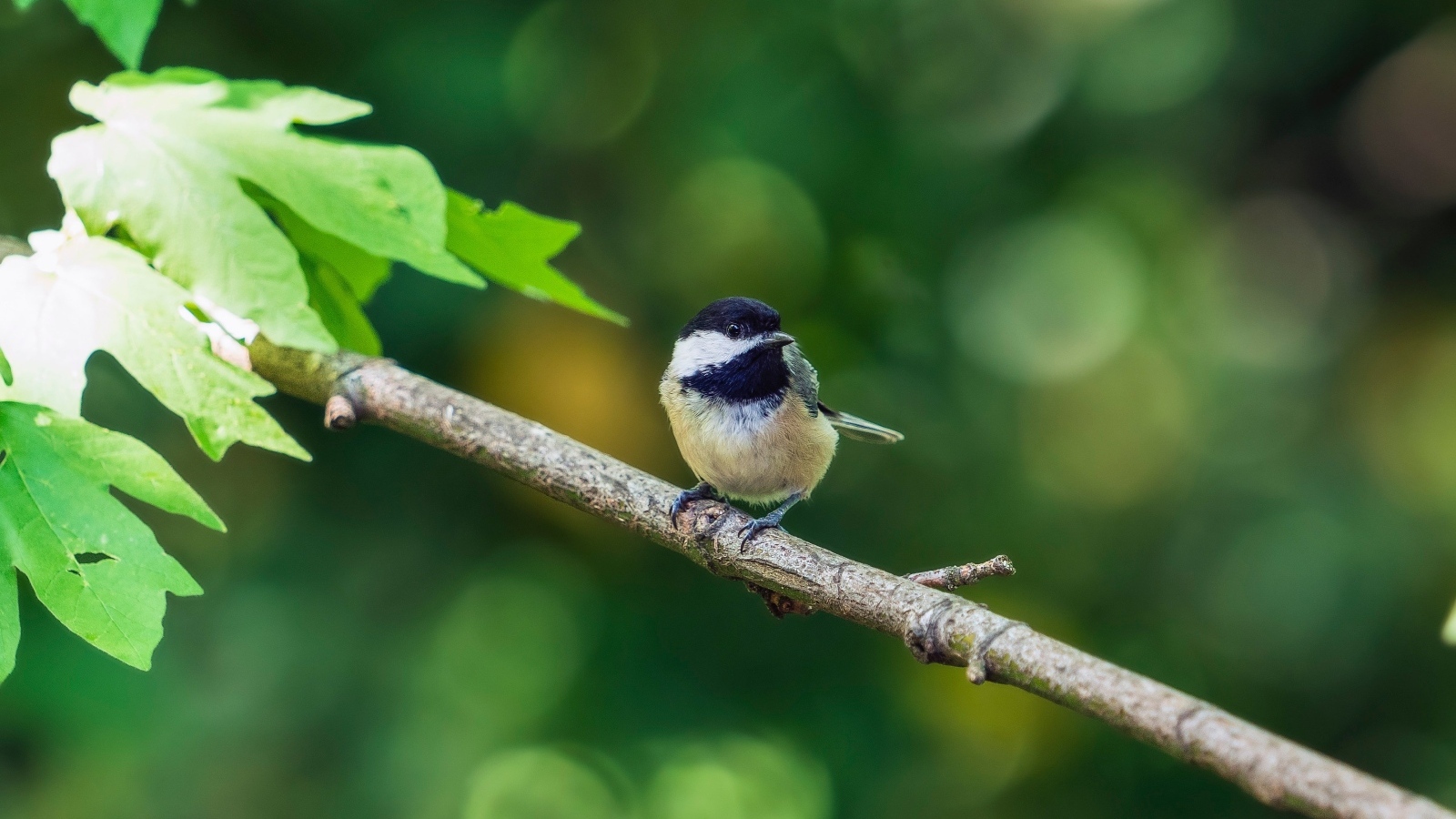 Воробей сидит на ветке дерева