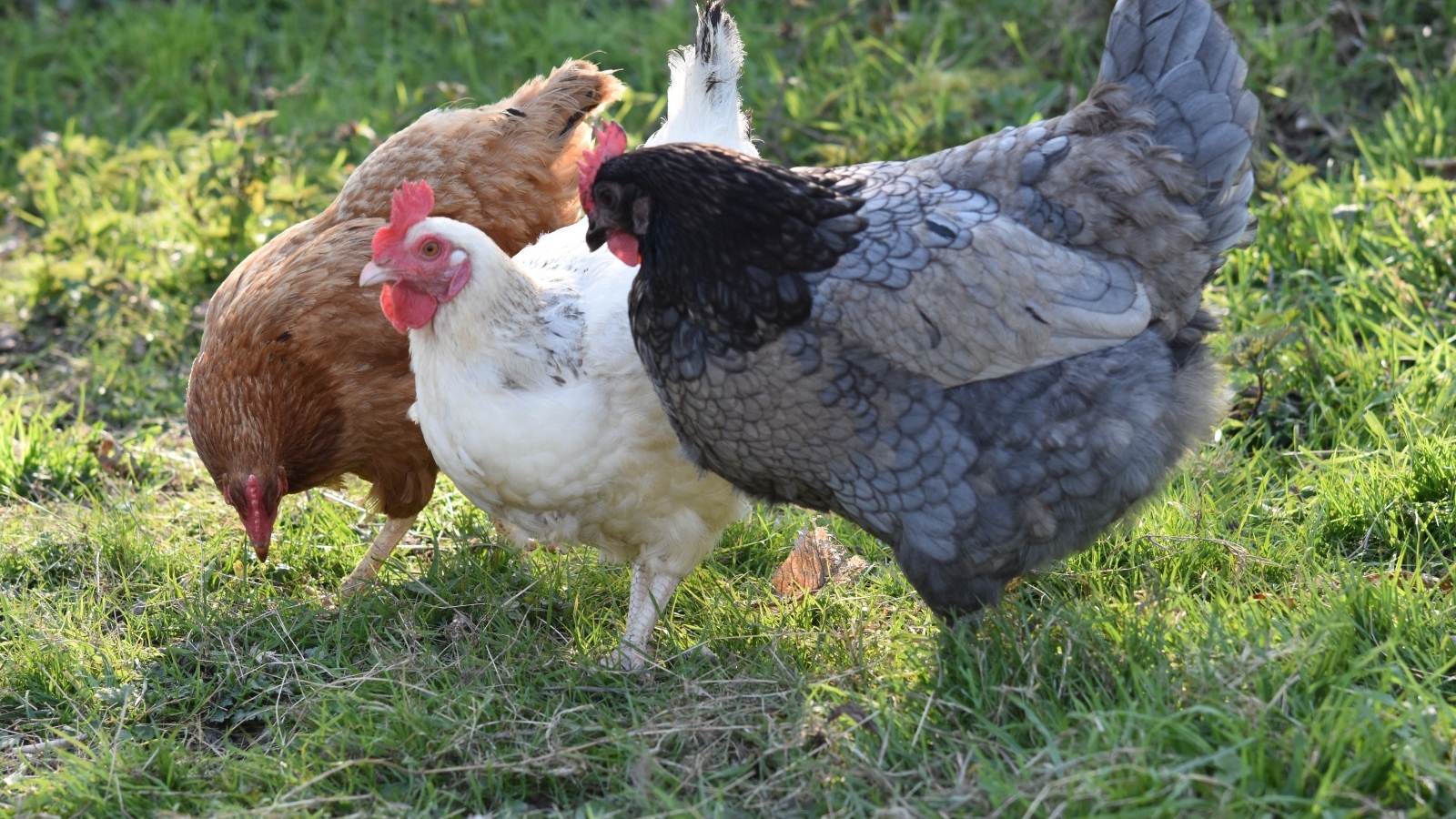 Три домашние курицы на траве