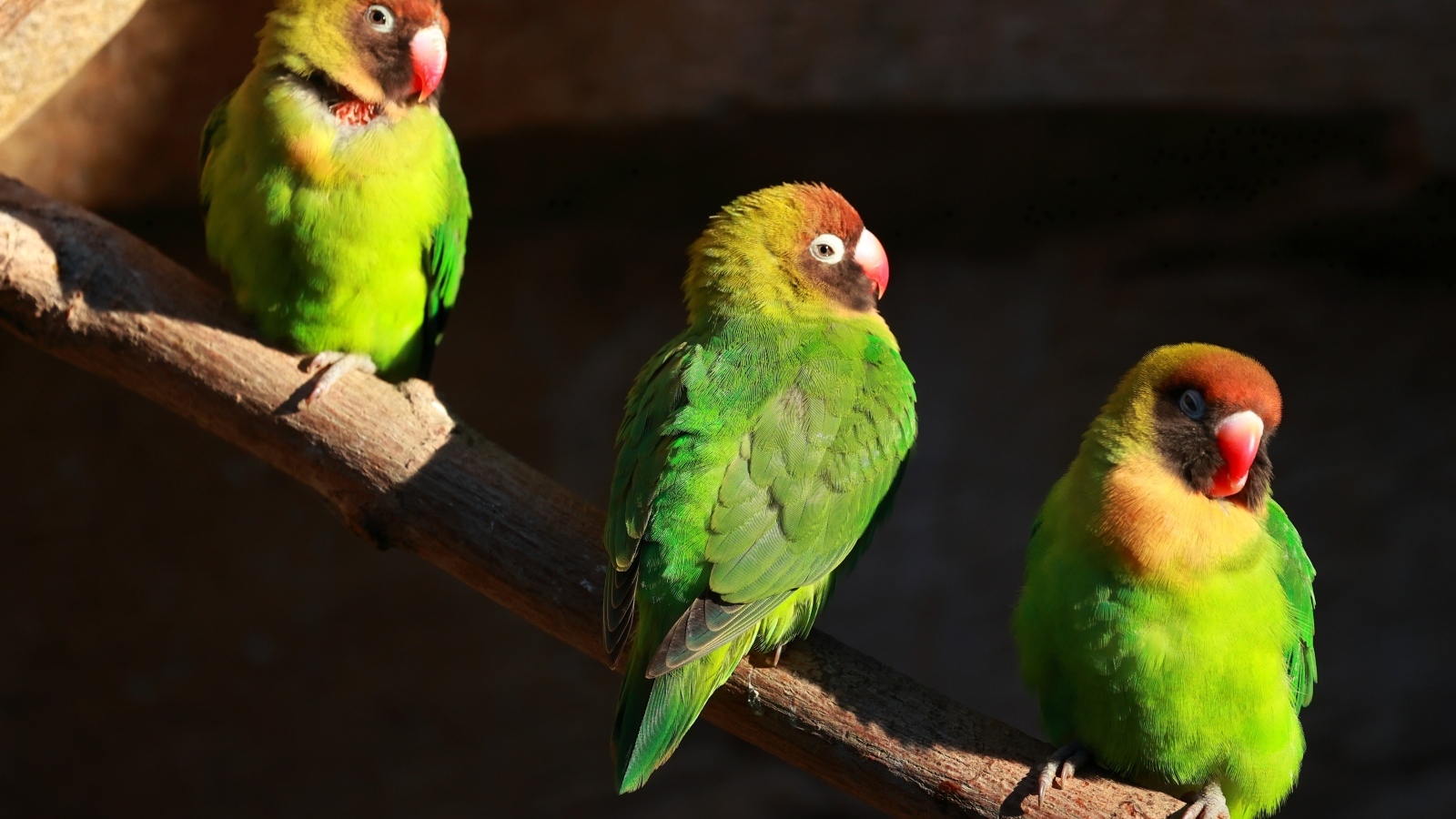 Три зеленых попугая на ветках