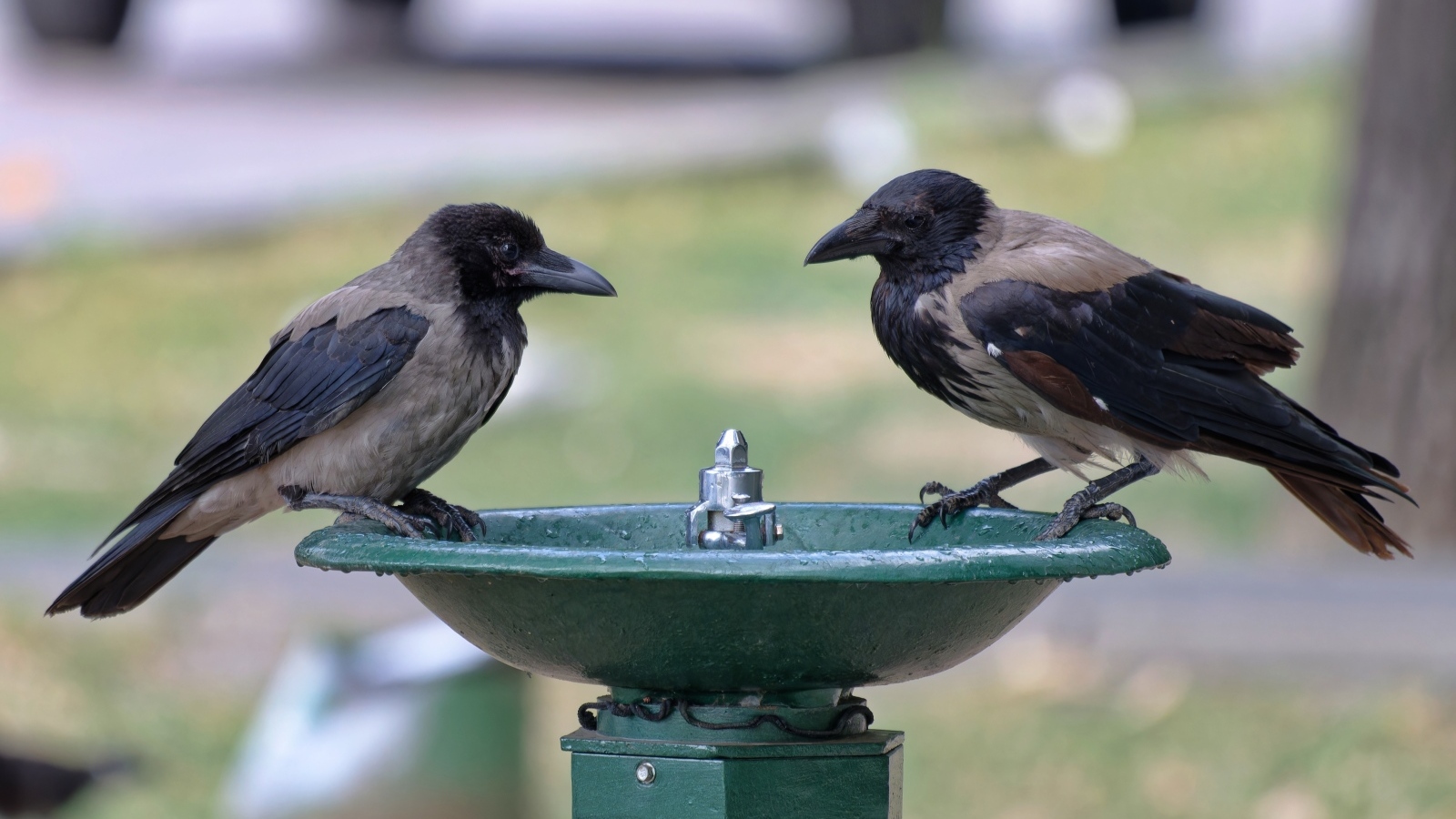 Две вороны у водопоя