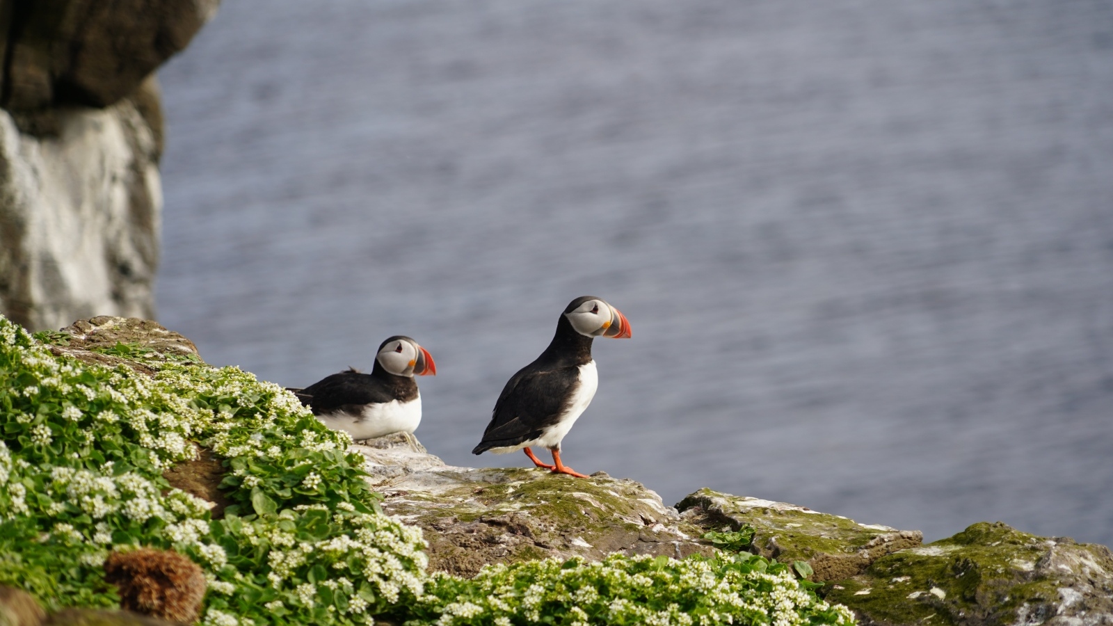 Два тупика стоят на скале у моря