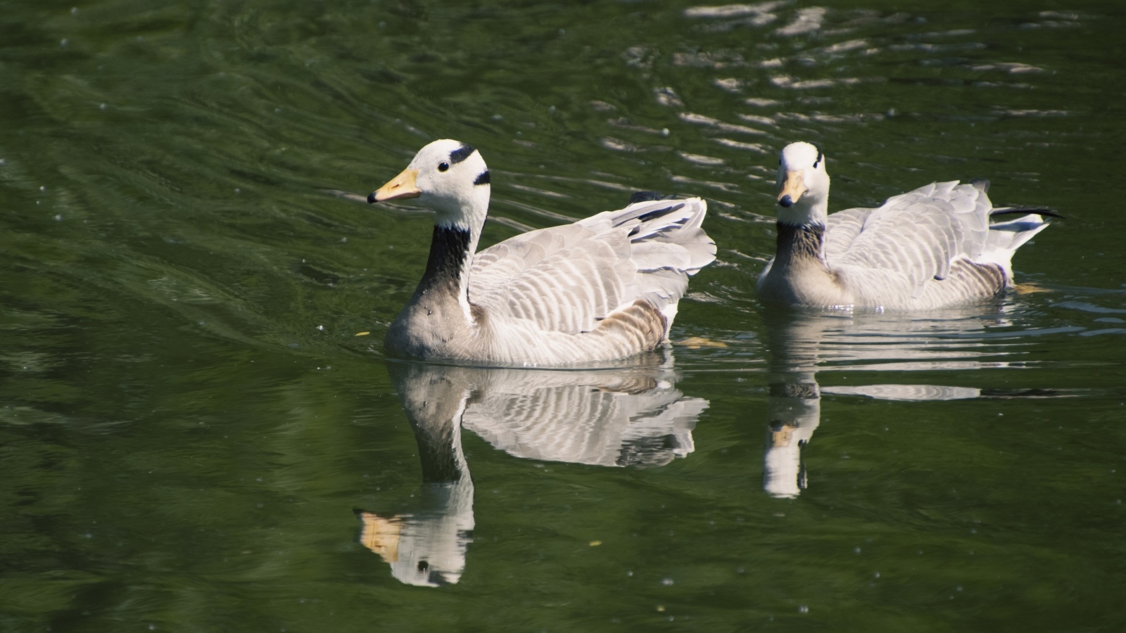 Два гуся плавают в воде