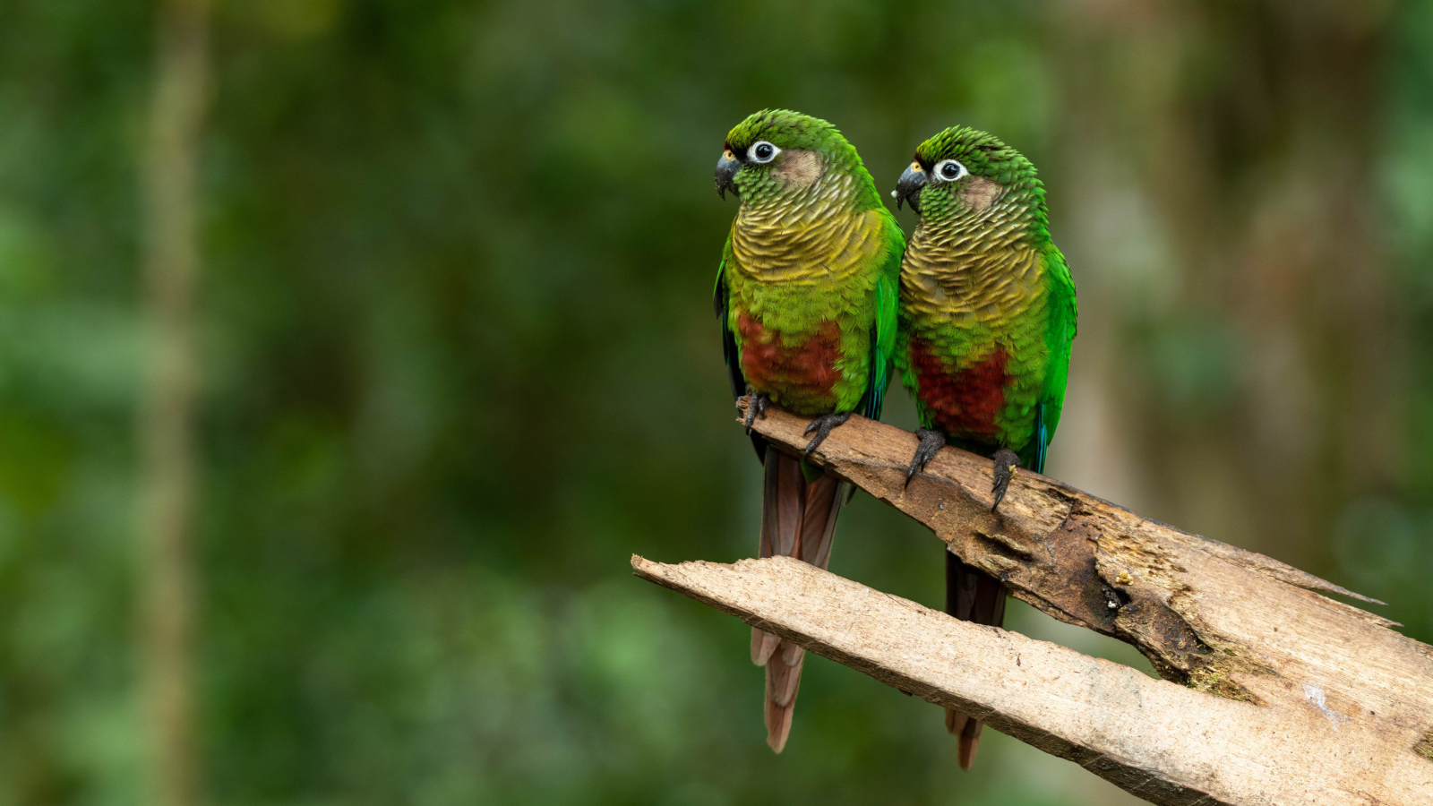 Два зеленых попугая сидят на ветке