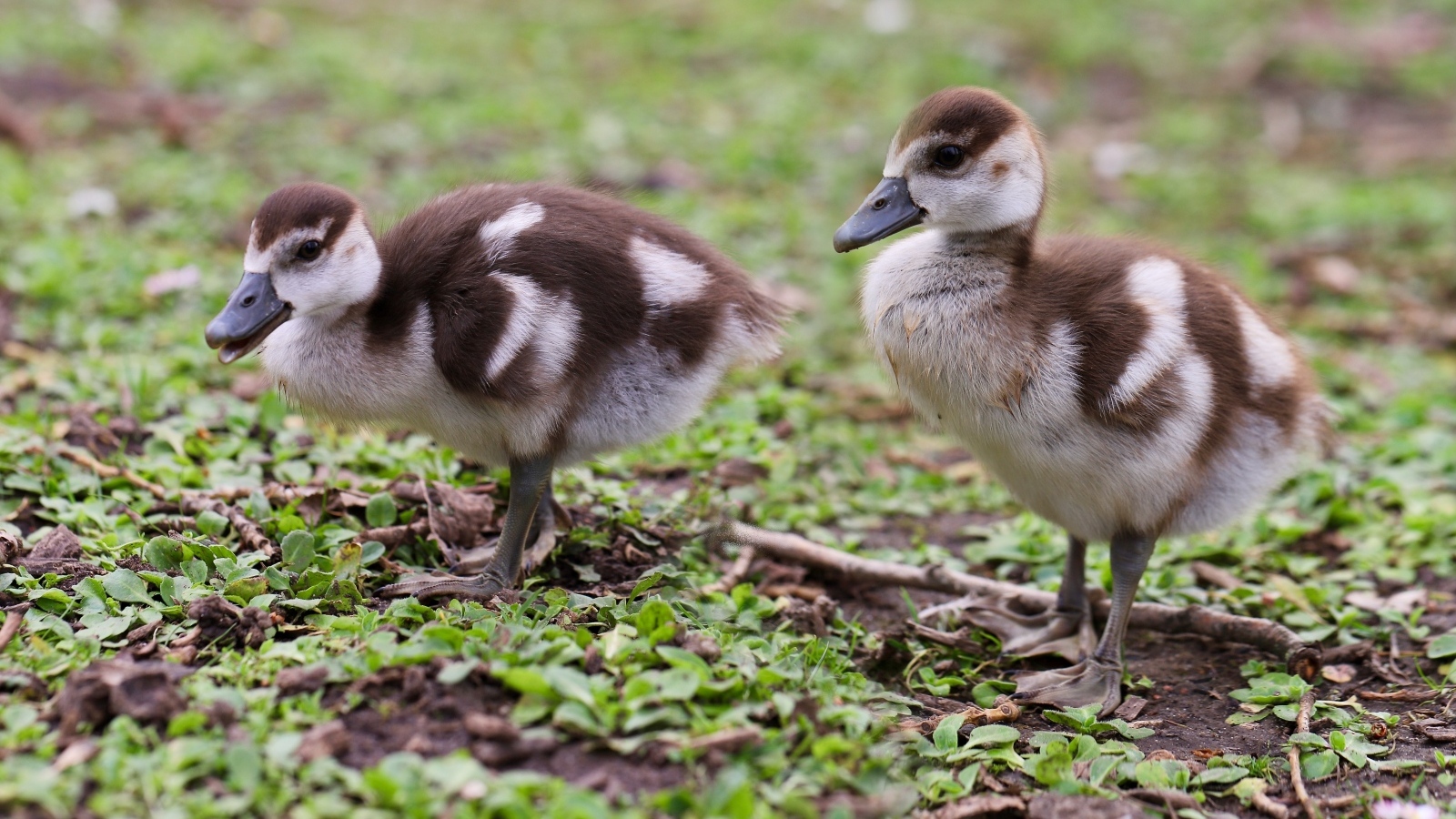 Два маленьких утенка на зеленой траве 