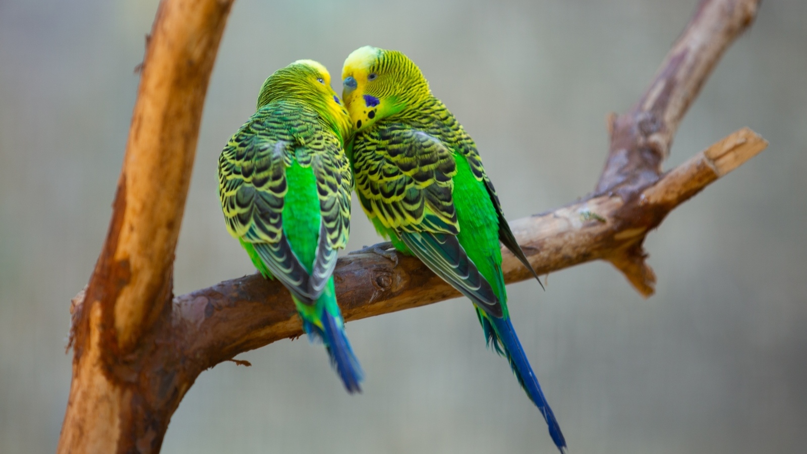Два попугая неразлучника на ветке 