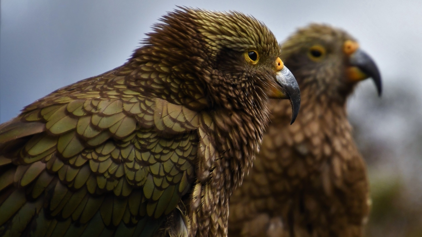 Два попугая с острым клювом крупным планом