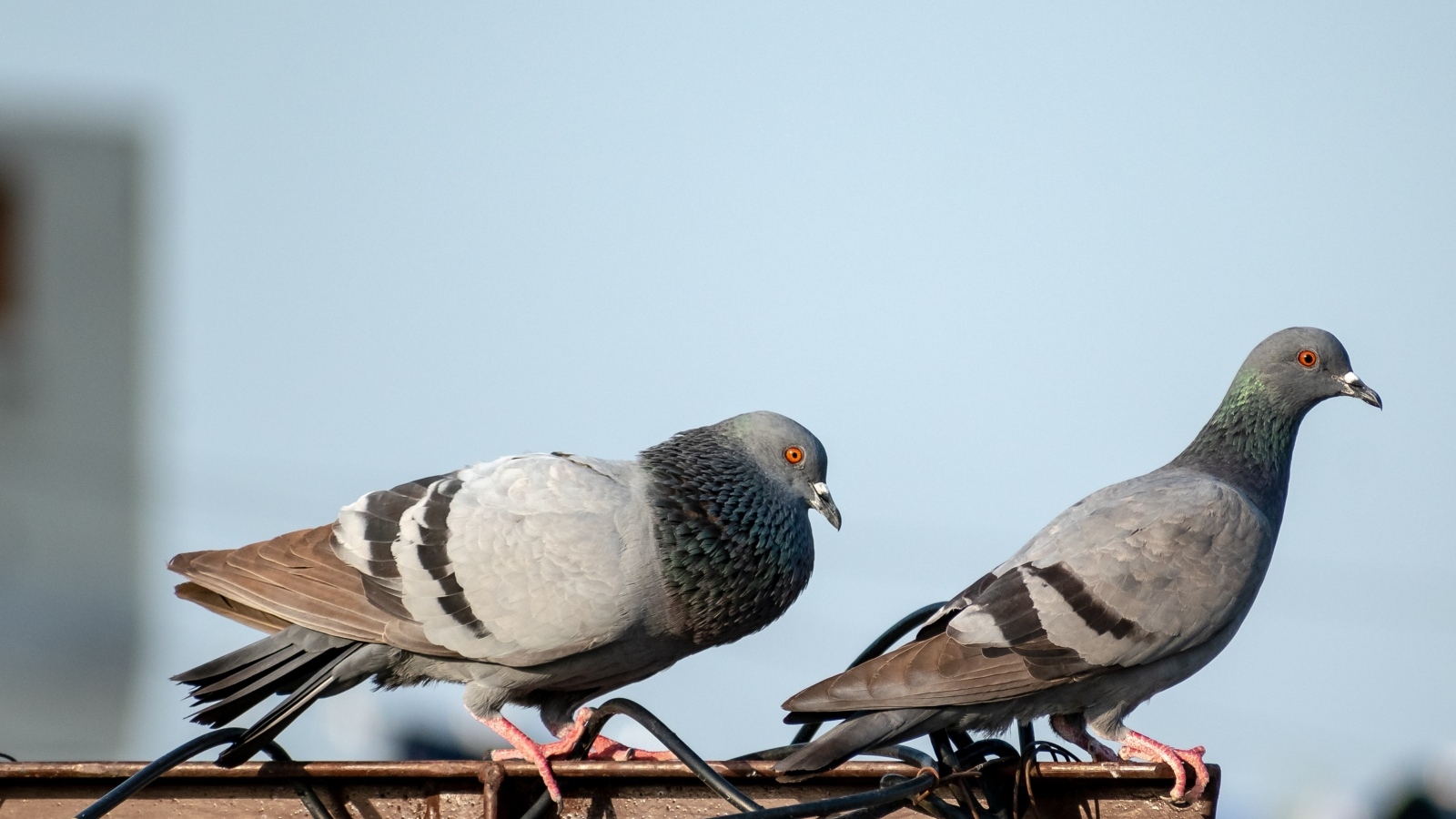 Два голубя сидят на балконе 