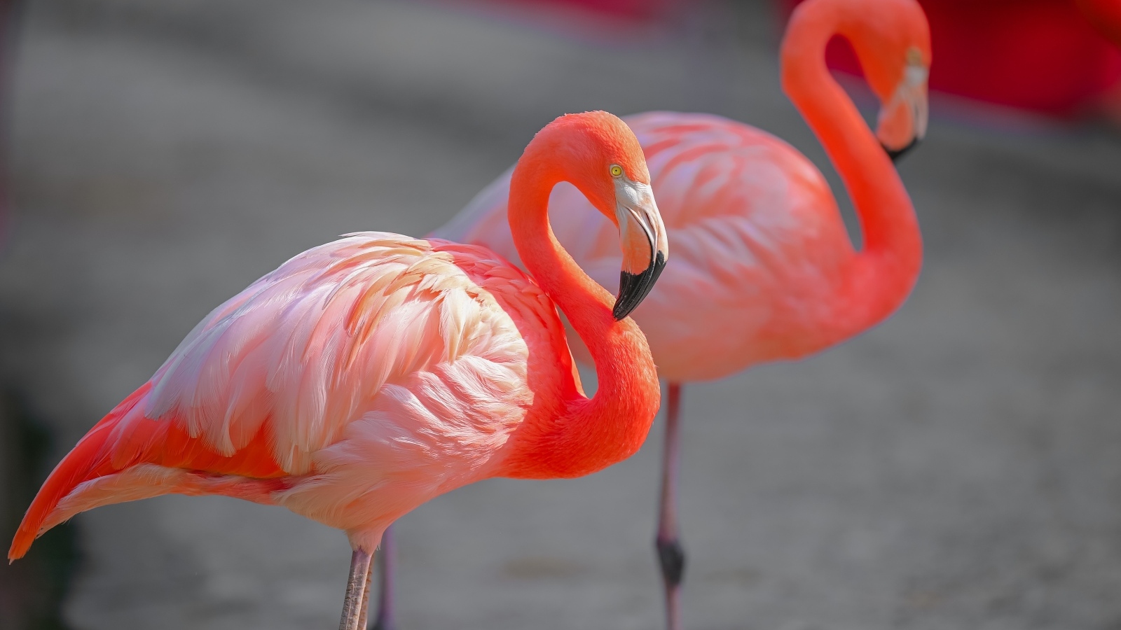 Два розовых фламинго крупным планом