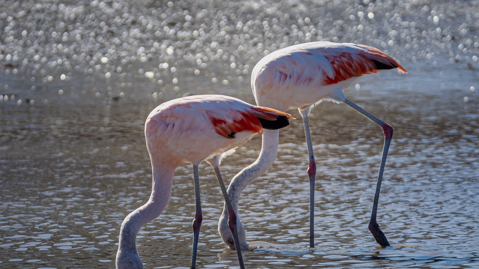 Два розовых фламинго в воде