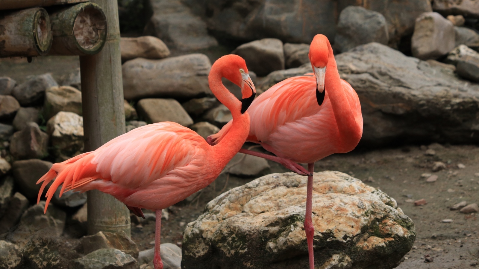 Два розовых фламинго стоят у камней