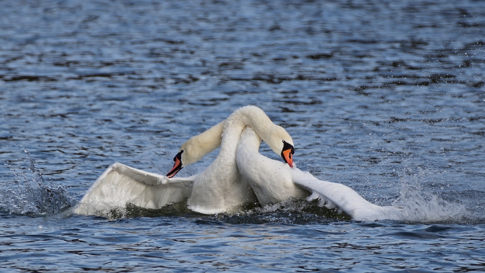 Два белых лебедя обнимаются в воде