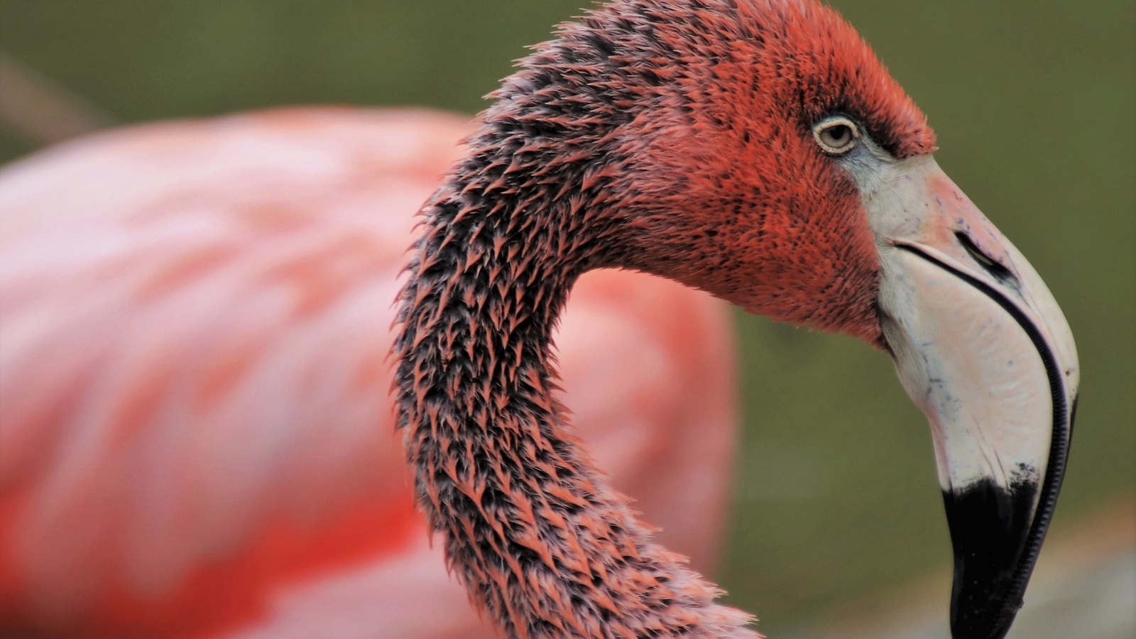 Мокрый розовый фламинго с большим клювом