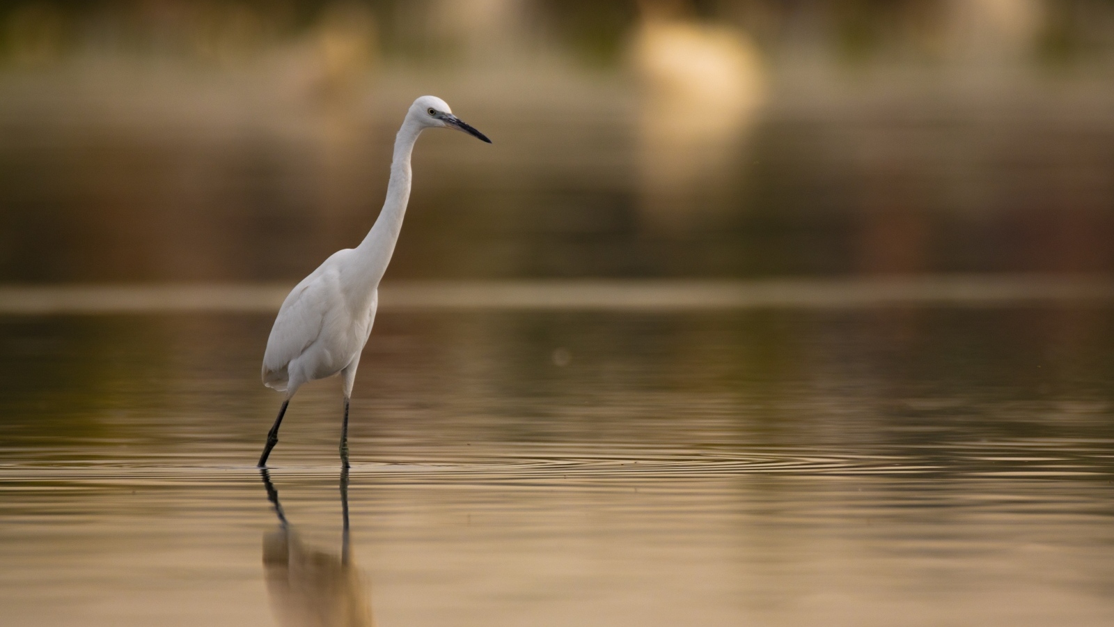 Белая цапля охотится в воде