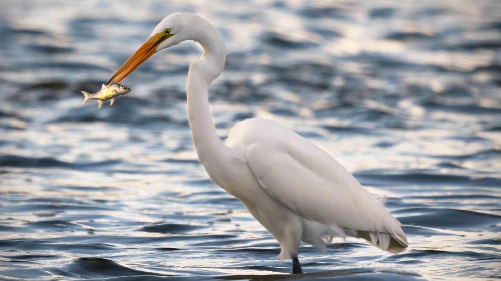 Белая цапля с рыбой в клюве в воде