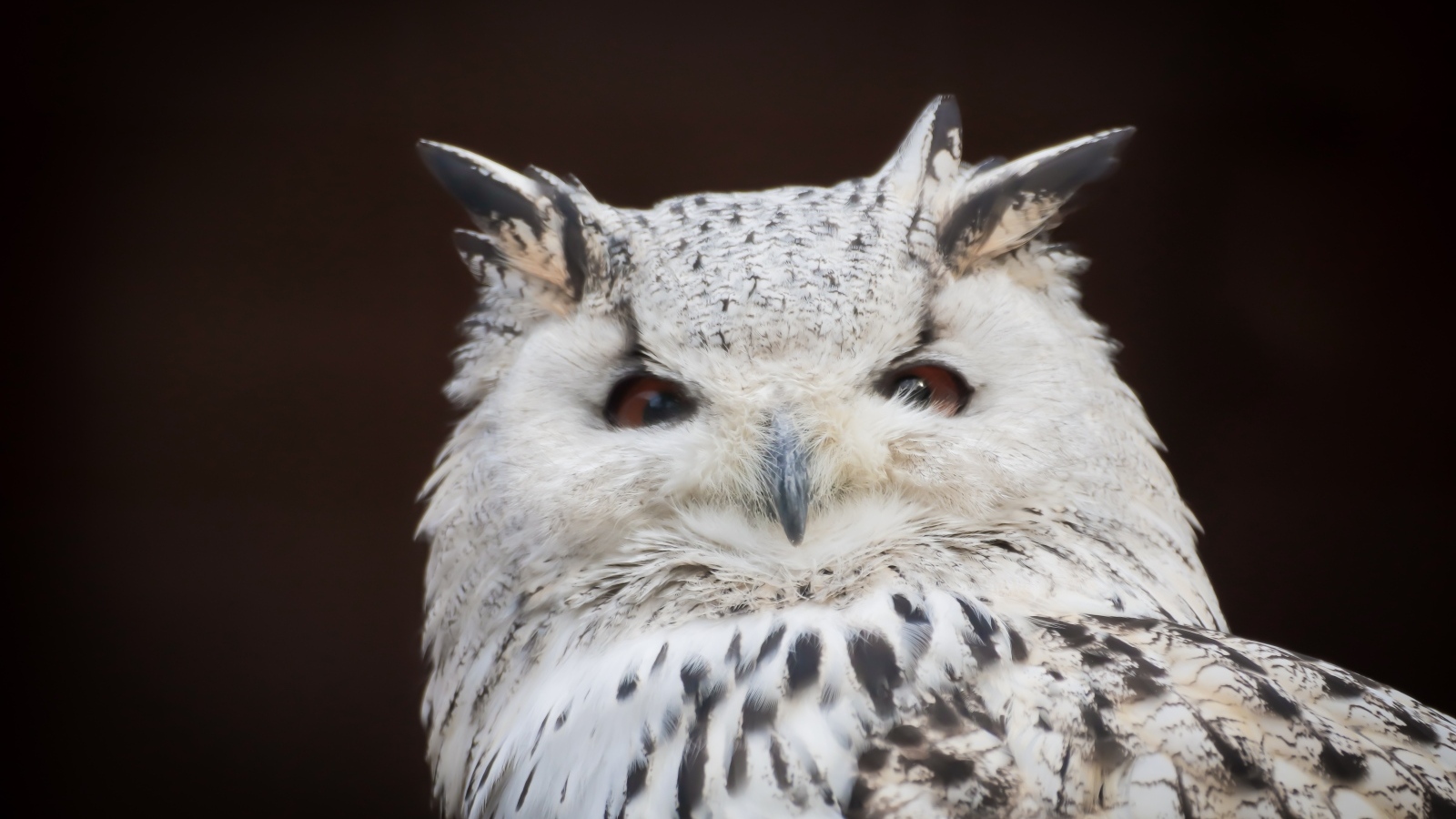 Белая сова с карими глазами на черном фоне