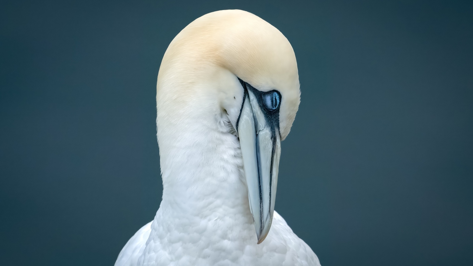 Белая чайка спит на сером фоне