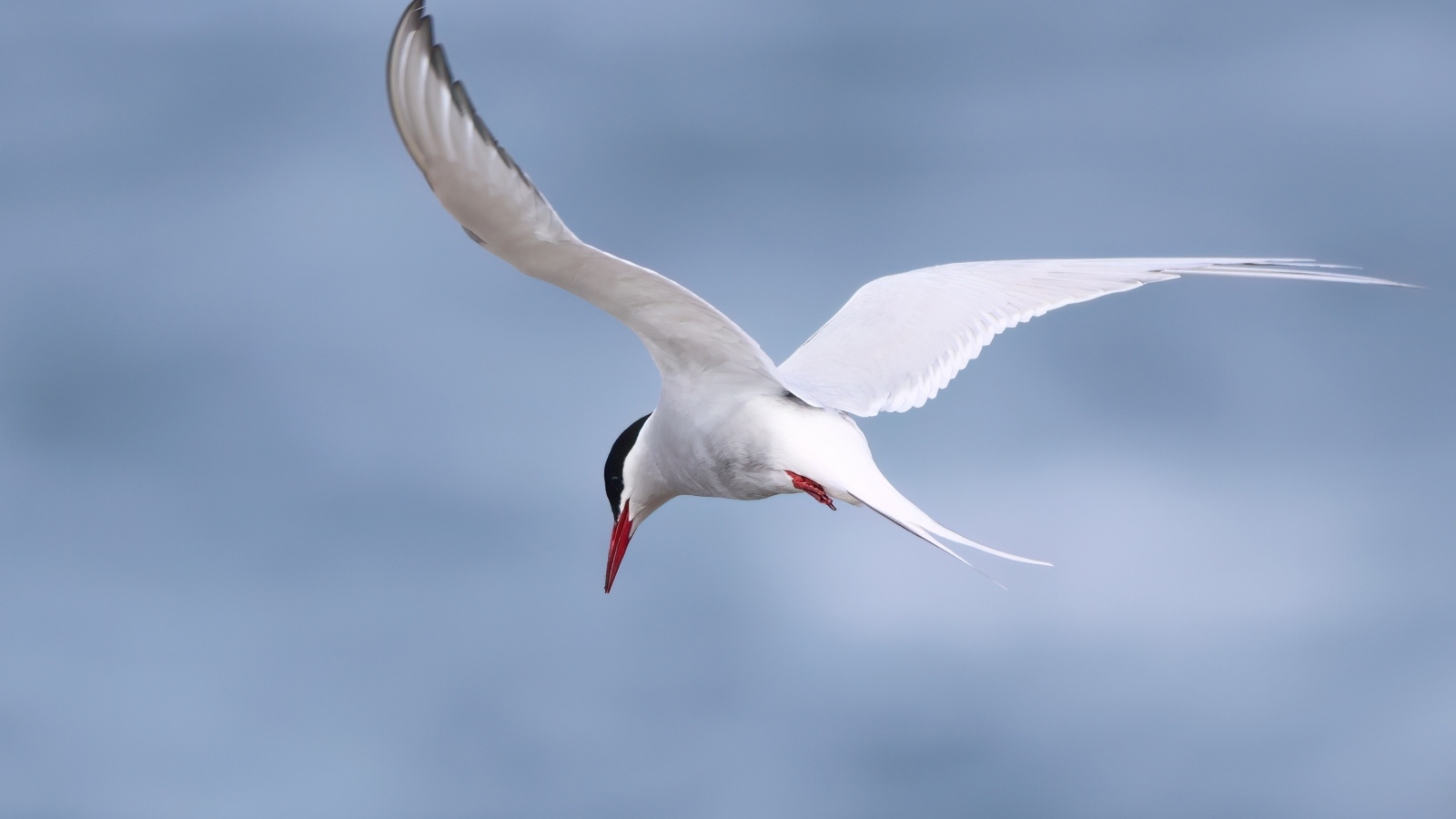 Белая чайка парит в голубом небе