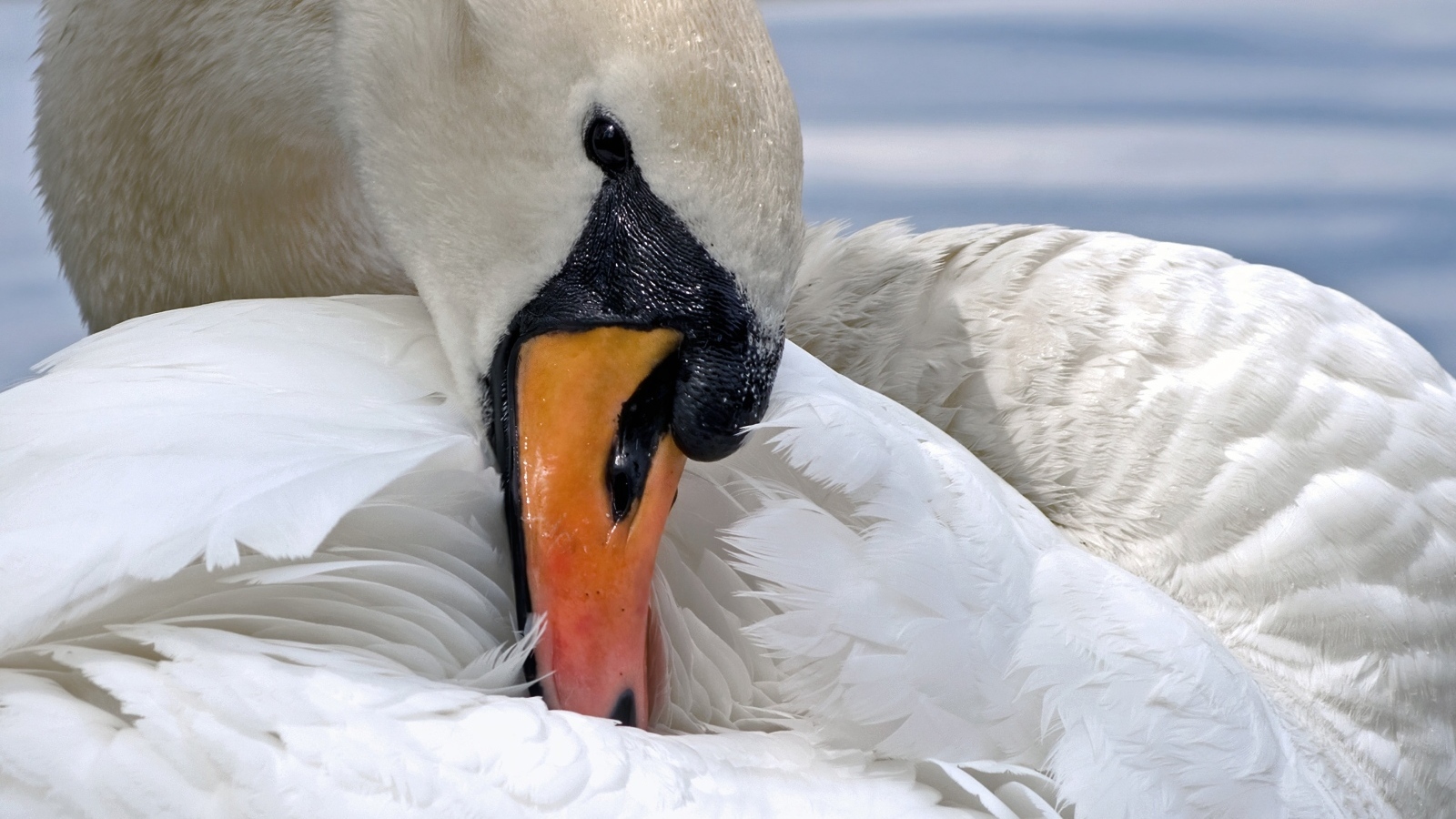 Белый лебедь прячет клюв в перья