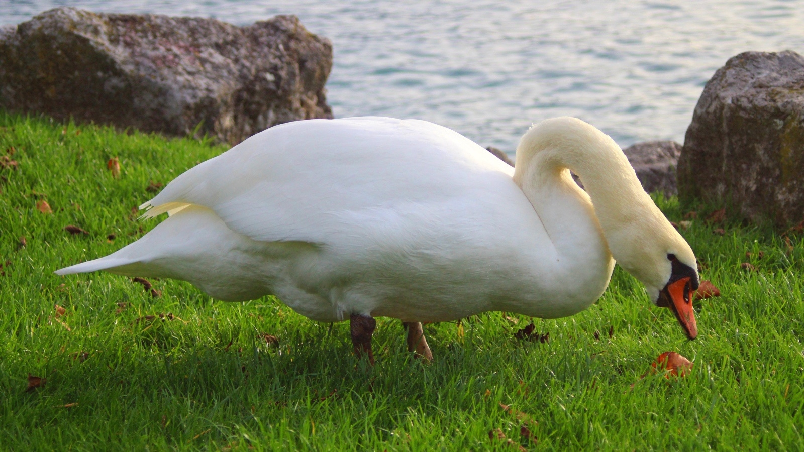 Белый лебедь на зеленой траве у воды