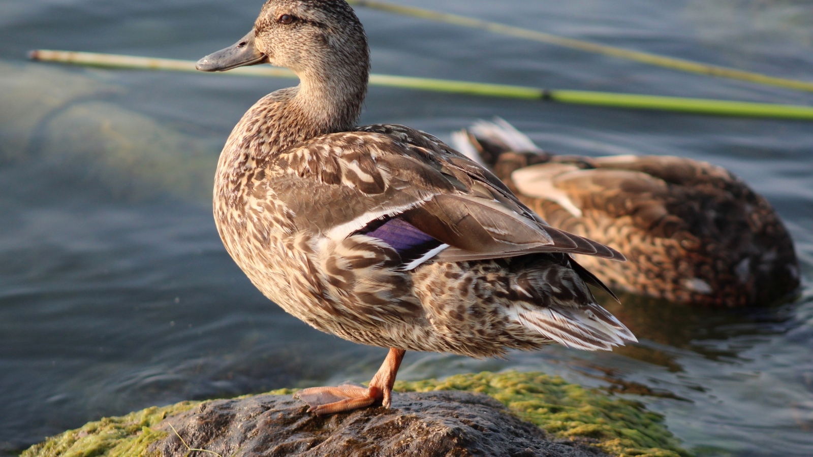 Дикая утка стоит на камне у воды