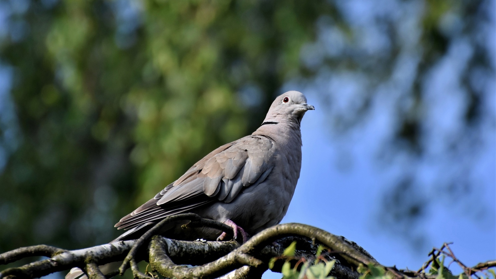 Дикий серый голубь сидит на ветке