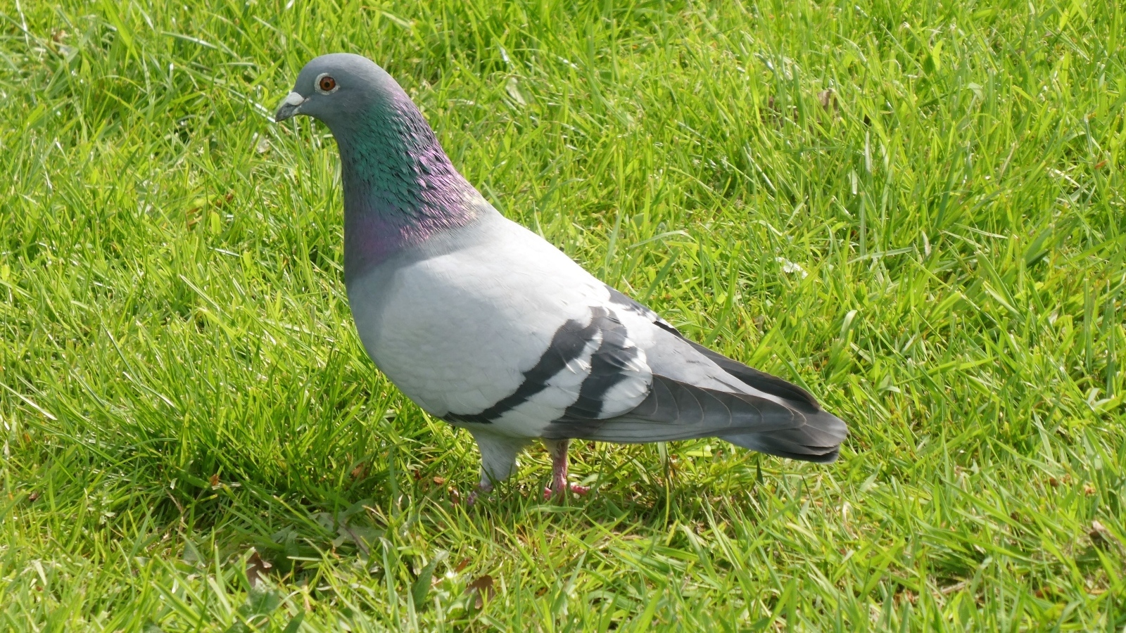 Дикий голубь стоит на зеленой траве