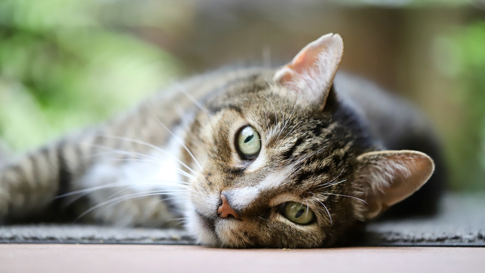 Красивый серый полосатый голубоглазый кот