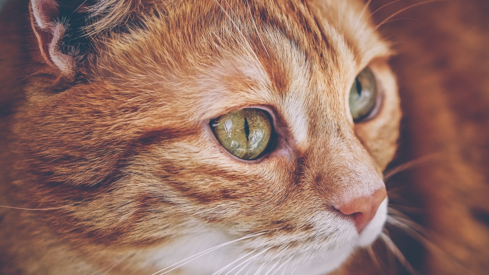 Красивый рыжий кот с большими зелеными глазами