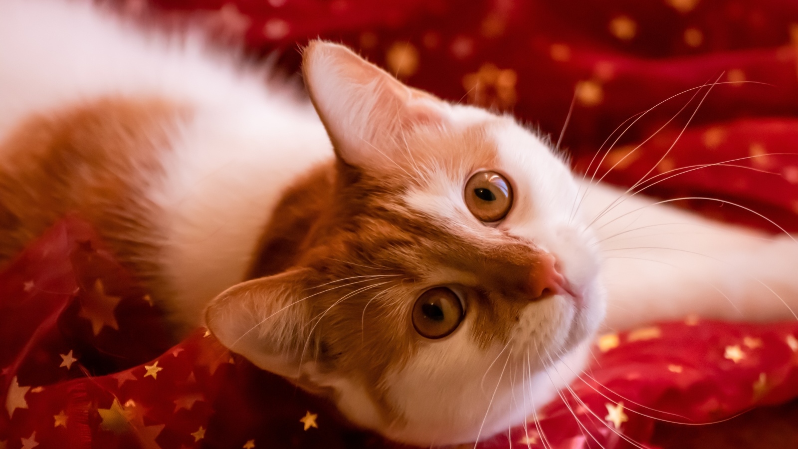 Красивые рыжие глаза у домашнего кота